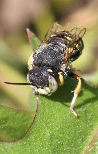 Réf. 270 658 : Anthidium punctatum